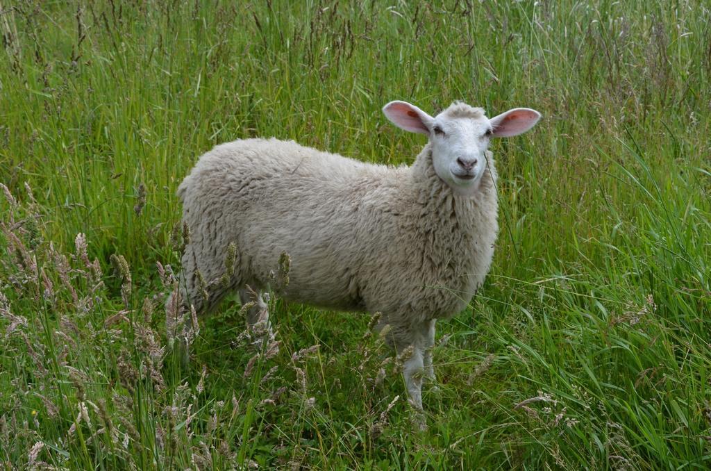 Standard Einzelzimmer