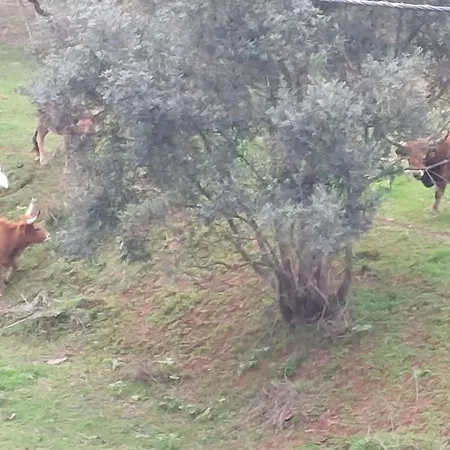 Falcoaria Setubal-2