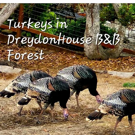 Dreydon House Bed And Breakfast-3