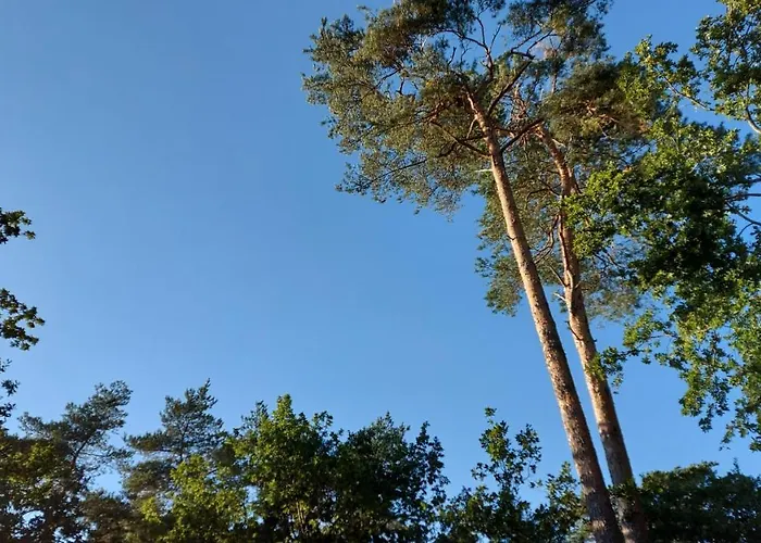'T Edelhert