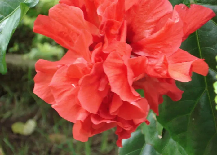 Pousada Jardim da Chapada