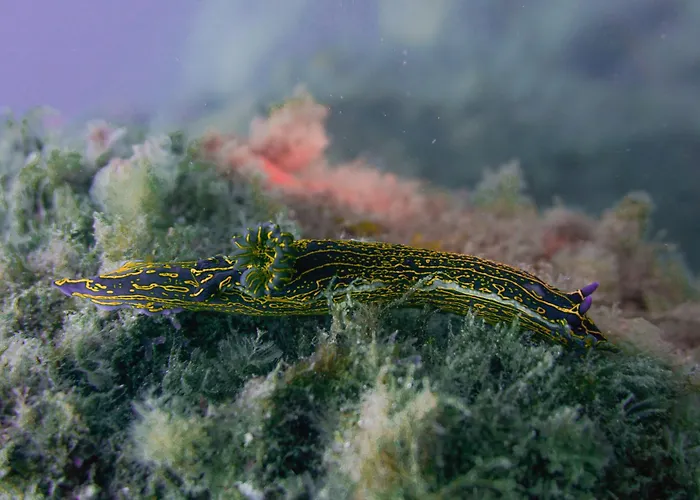 Atlantic Apartments
