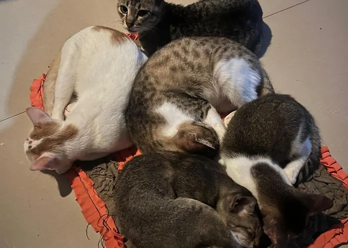Alass Ga For Pets Lovers