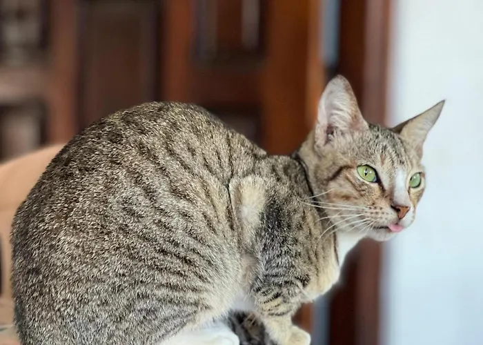 Alass Ga For Pets Lovers
