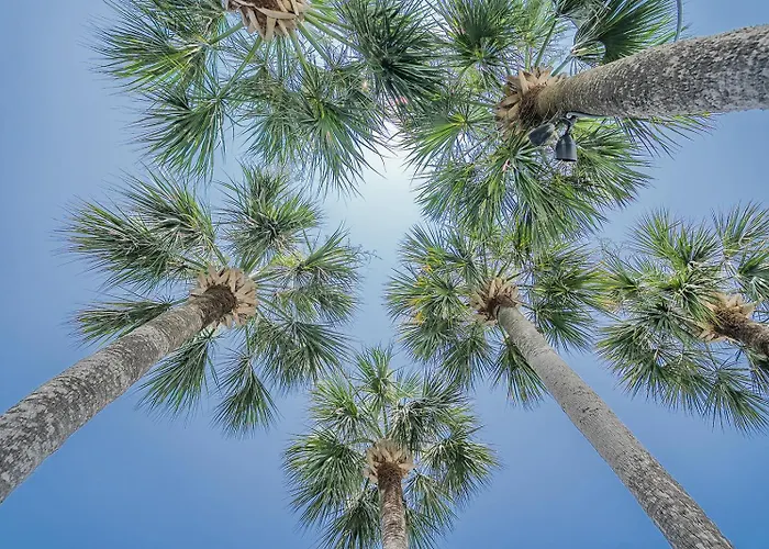 Royal Palms