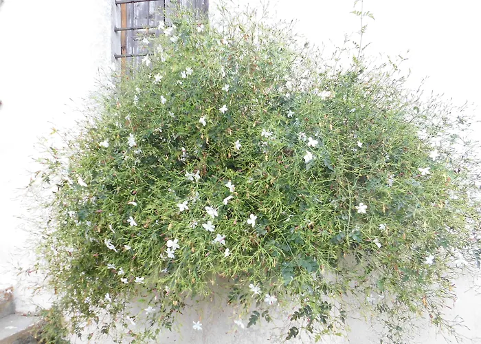 Hotel adatto agli animali: Aurelio Deluxe Rooms