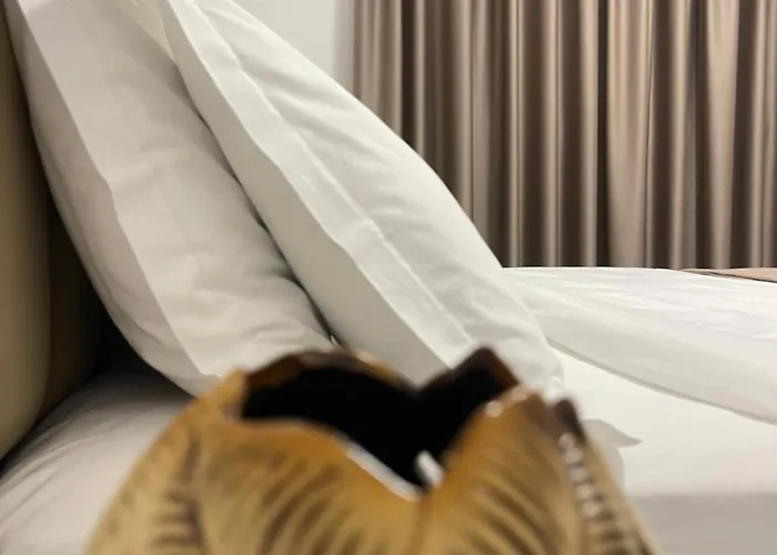 Vibe Comfort Tirana