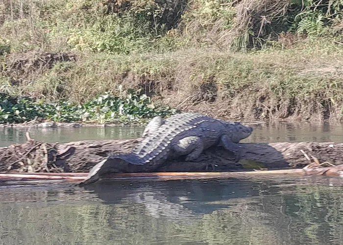 Crocodile Safari Camp