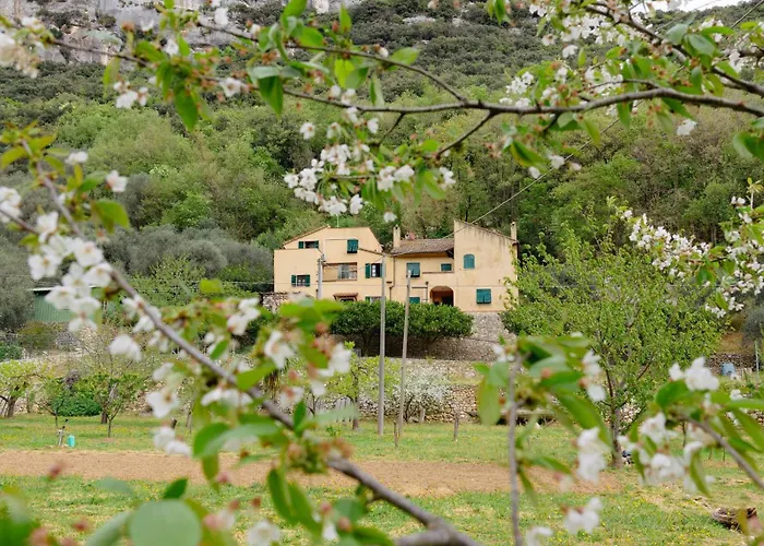  Alveare