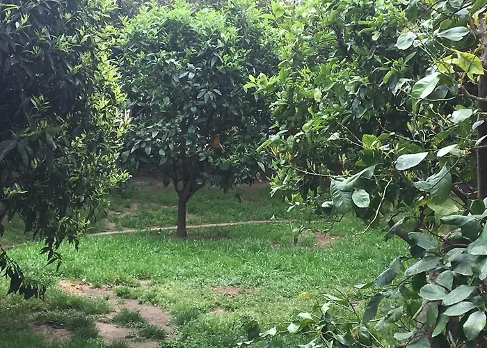 L' albero di giada