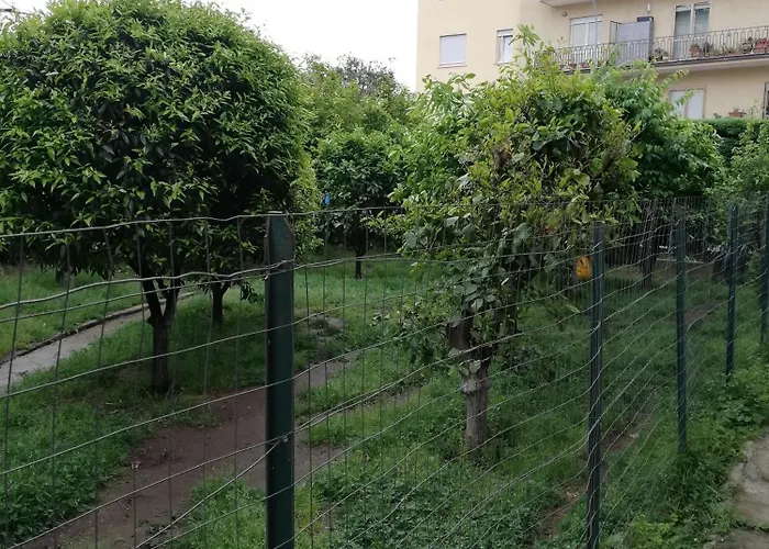 L' albero di giada