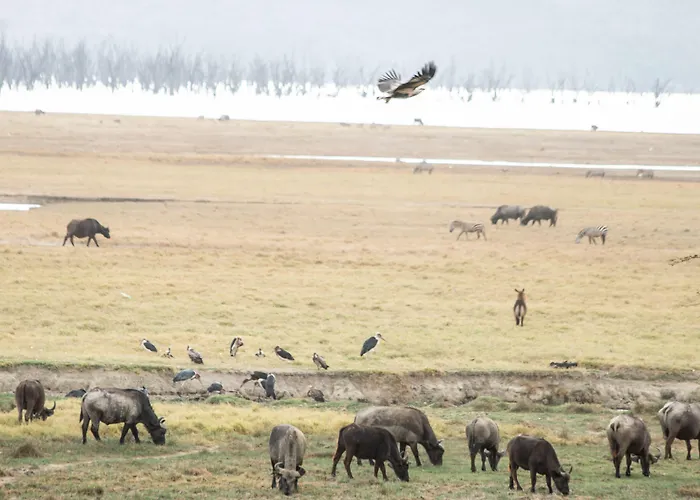 Sarova Lion Hill Game Lodge